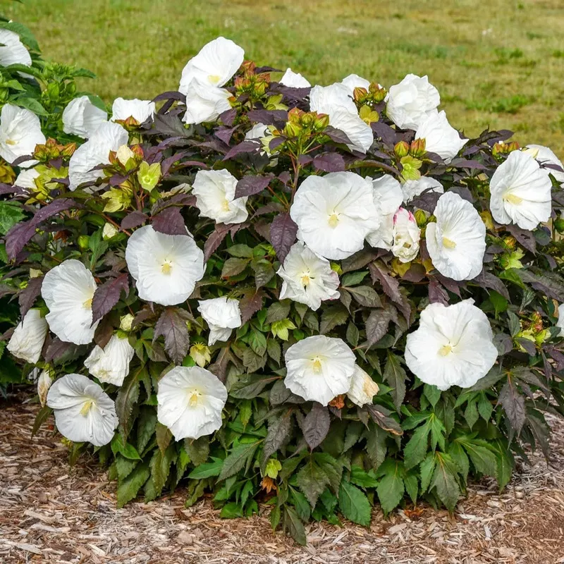 Hibiscus 'Cookies and Cream'