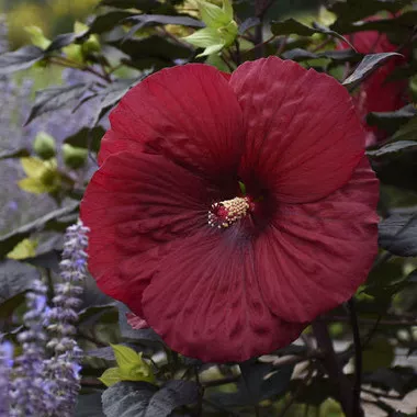 hibiscus-holy-grail-pp31478-4-1-gallons Hibiscus 'Holy Grail' PP31478 (4) 1-gallons