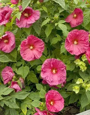 hibiscus-jazzberry-jam-25-br-plants Hibiscus 'Jazzberry Jam' (25) BR Plants