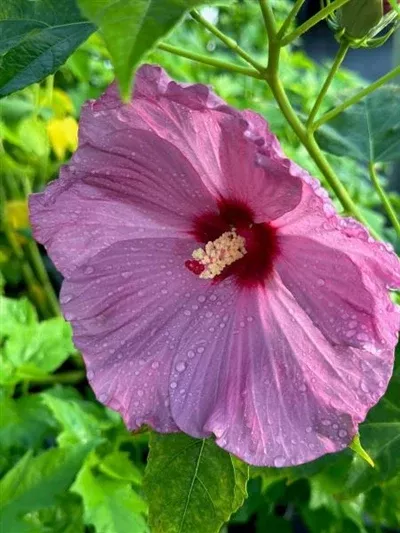 hibiscus-lilac-crush-pw-rose-mallow Hibiscus Lilac Crush PW Rose Mallow
