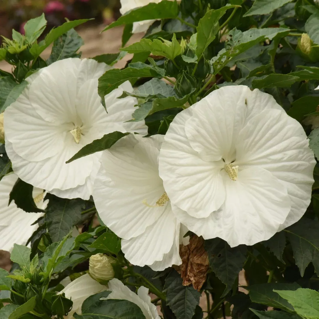 Hibiscus 'Marshmallow Moon'