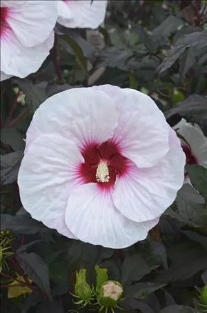 Hibiscus 'Mocha Moon' PPAF (25) BR Plants