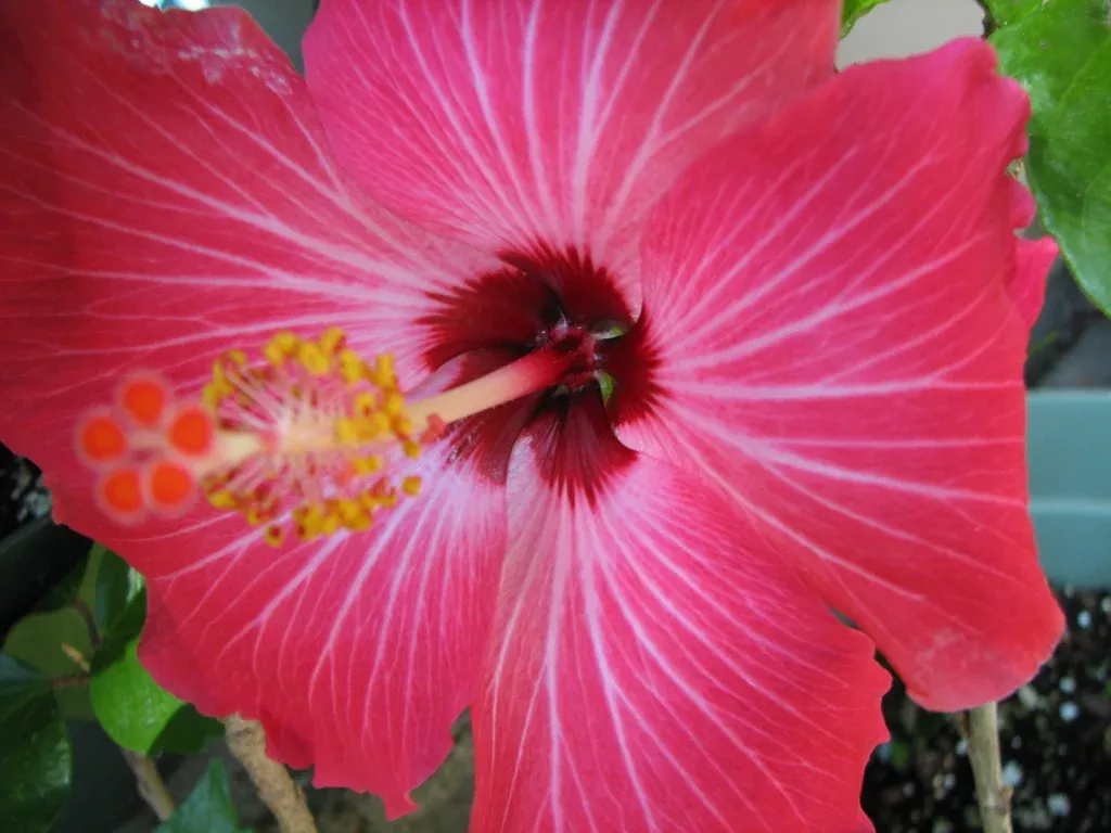 hibiscus-painted-lady22 Hibiscus Painted Lady22"