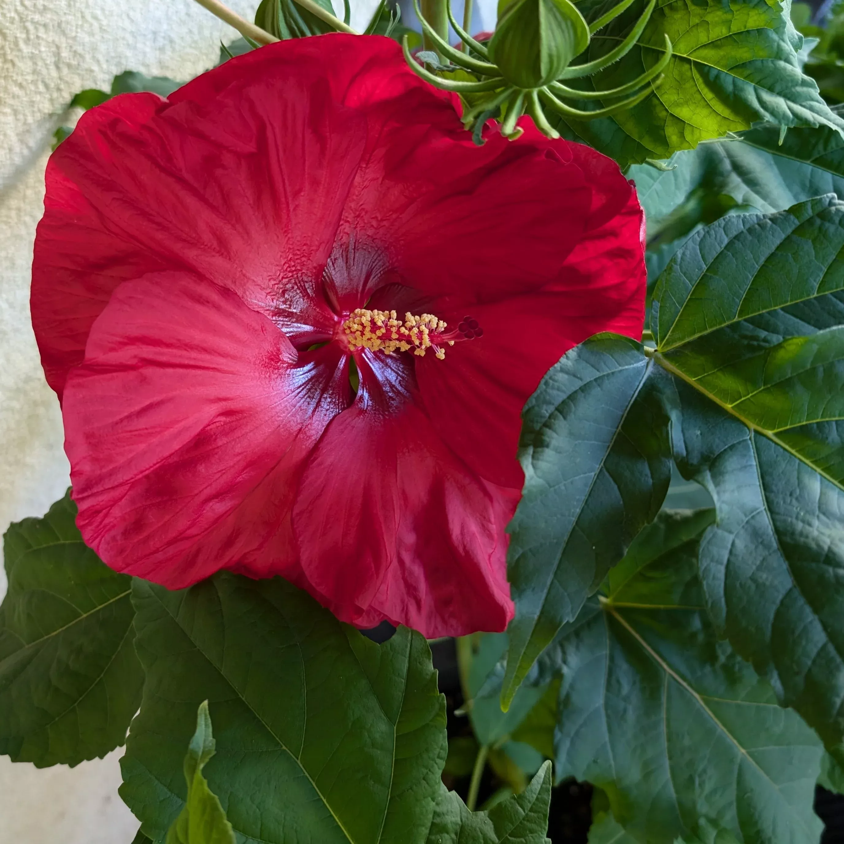 hibiscus-valentine-s-crush-rose-mallow Hibiscus Valentine's Crush Rose Mallow