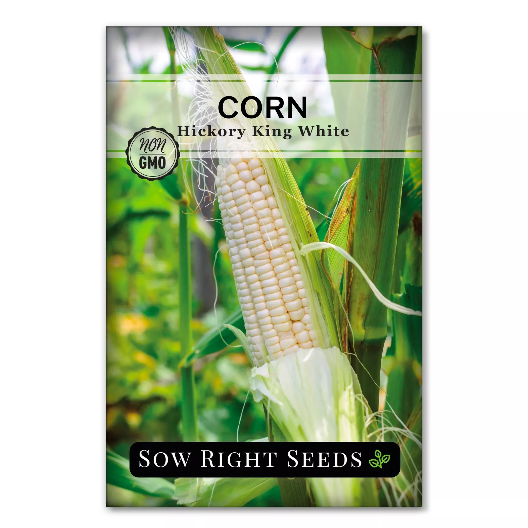 hickory-king-white-corn Hickory King White Corn
