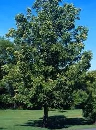 Hickory, Mixed Species, Bare Root