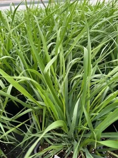 hierochloe-odorata-sweet-grass Hierochloe odorata Sweet Grass
