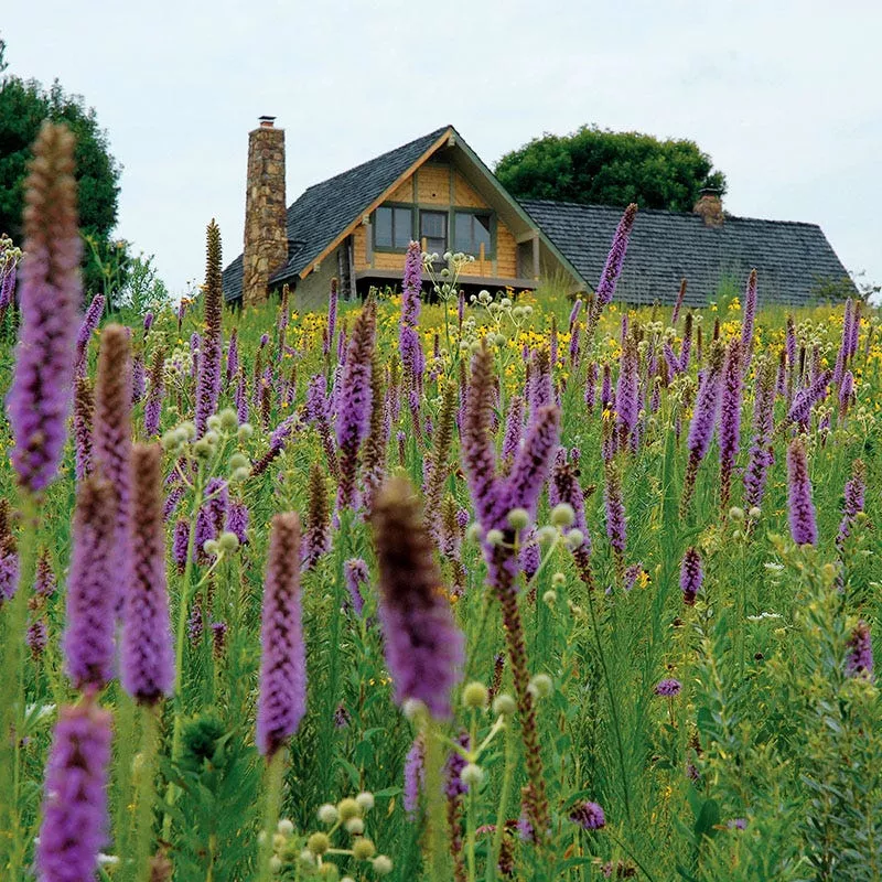 high-country-meadow-native-wildflower-seed-mix High Country Meadow Native Wildflower Seed Mix