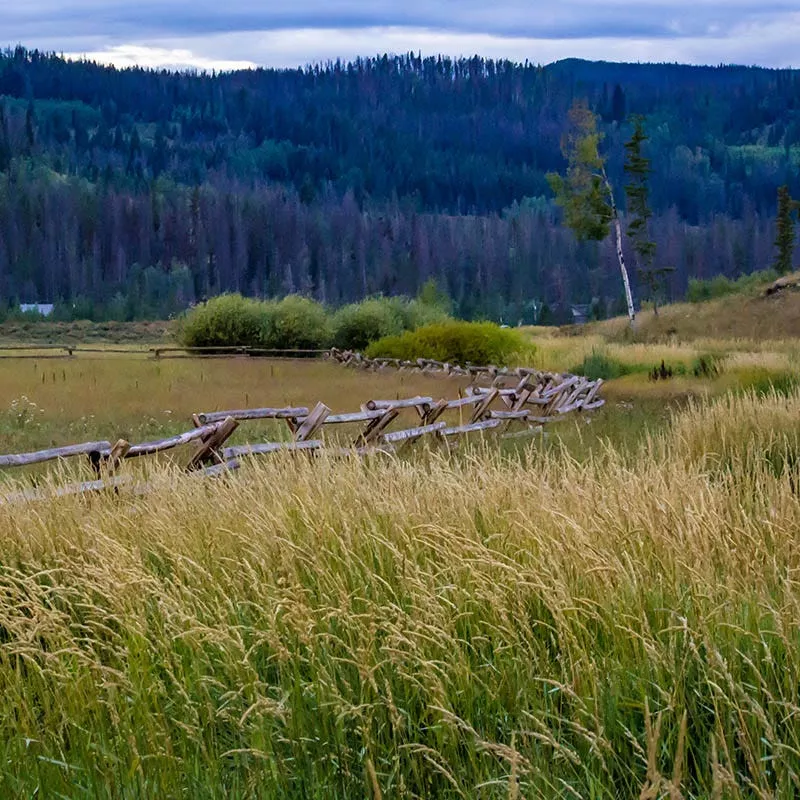 High Mountain Grass Seed Mix