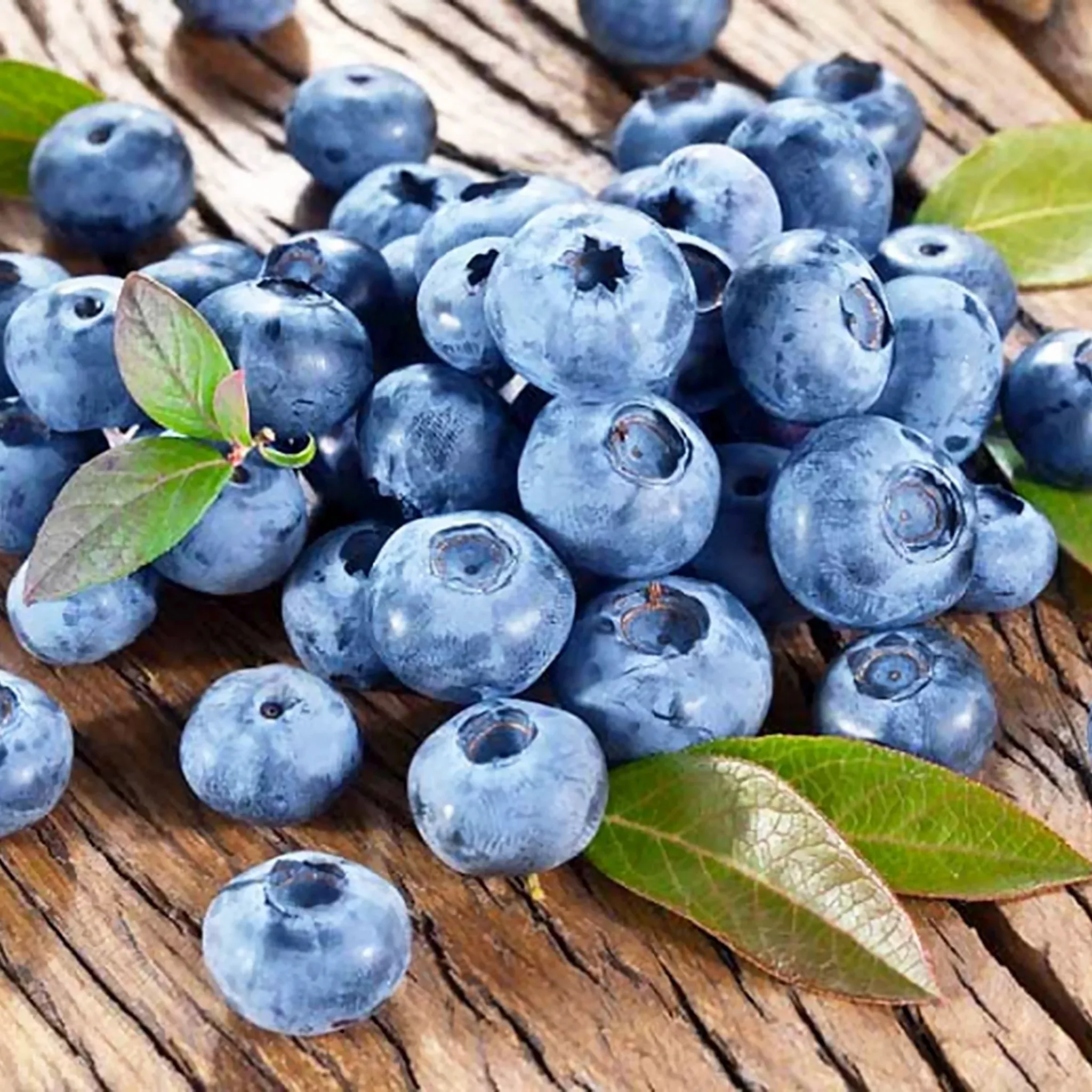 highbush-blueberry Highbush Blueberry