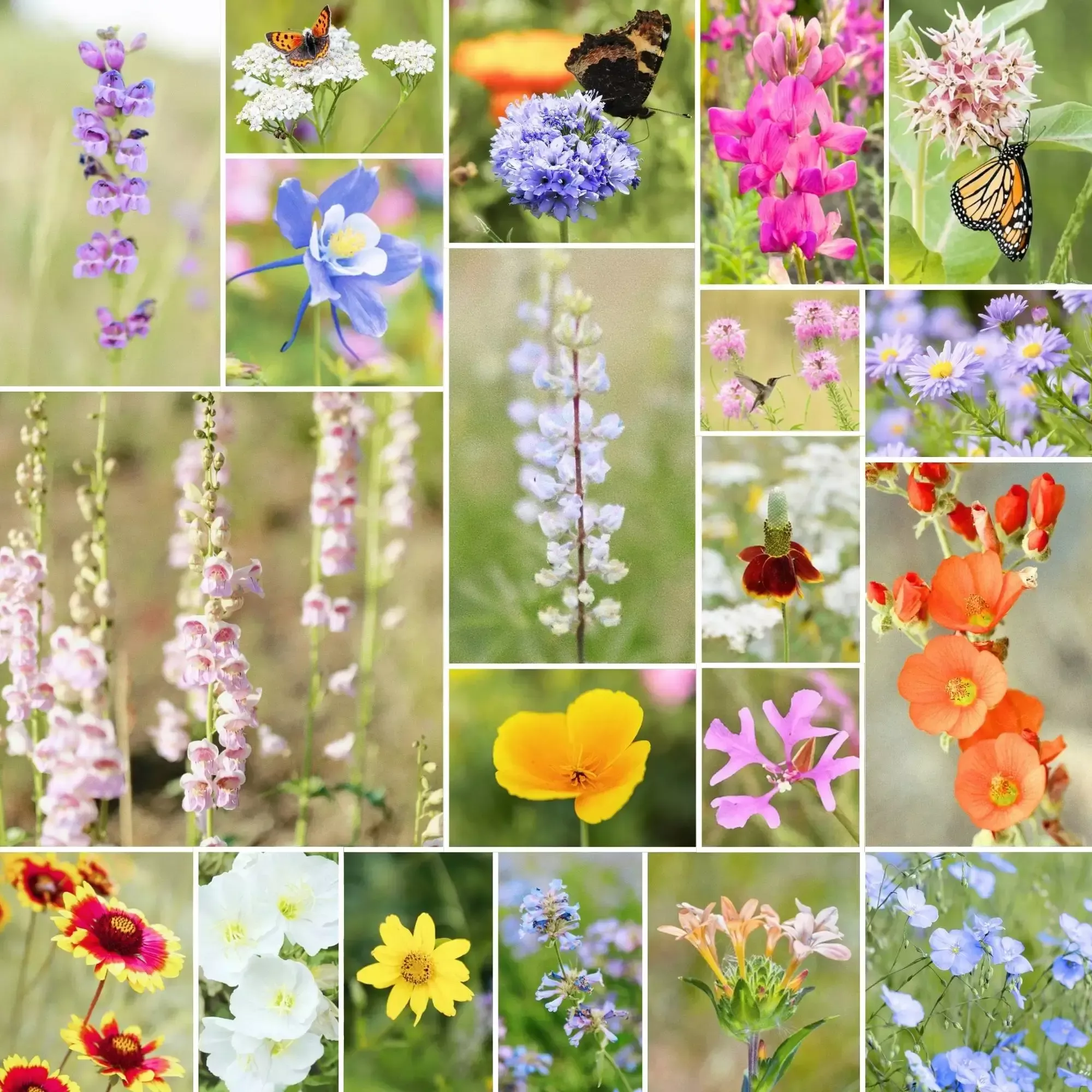 Highland Bloom – Native Wildflower Mix