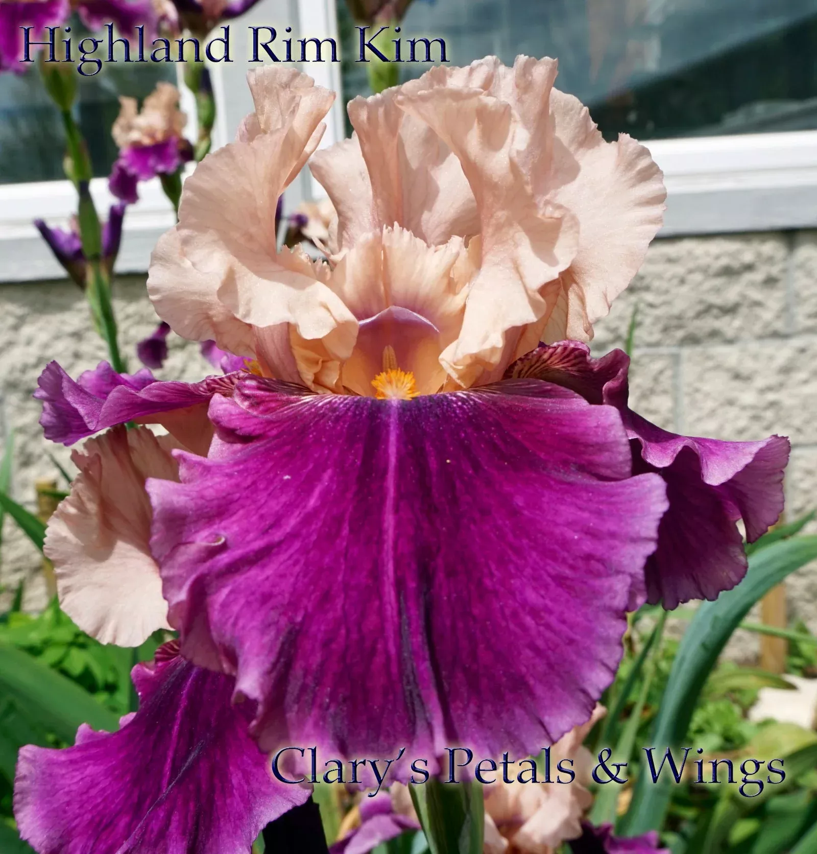 highland-rim-kim-2009-tb-fragrant HIGHLAND RIM KIM - 2009 TB-Fragrant