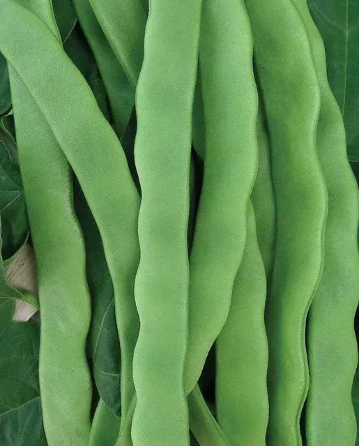 Hilda Romano Bean