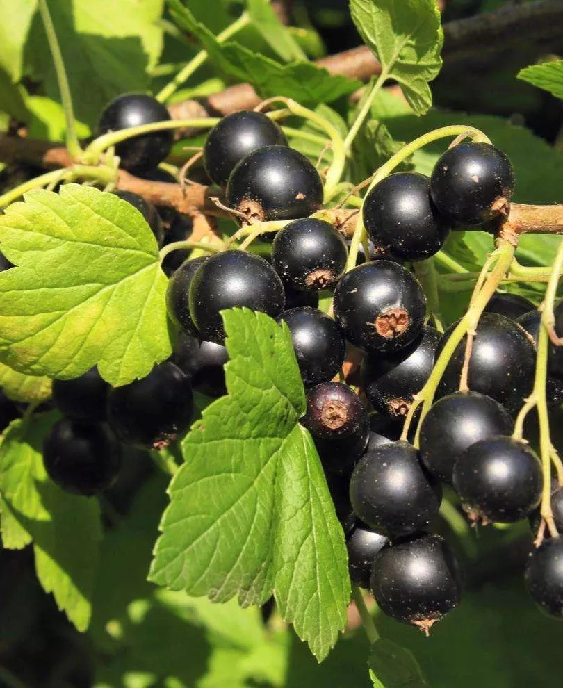 hill-s-kiev-select-black-currant Hill’s Kiev Select Black Currant