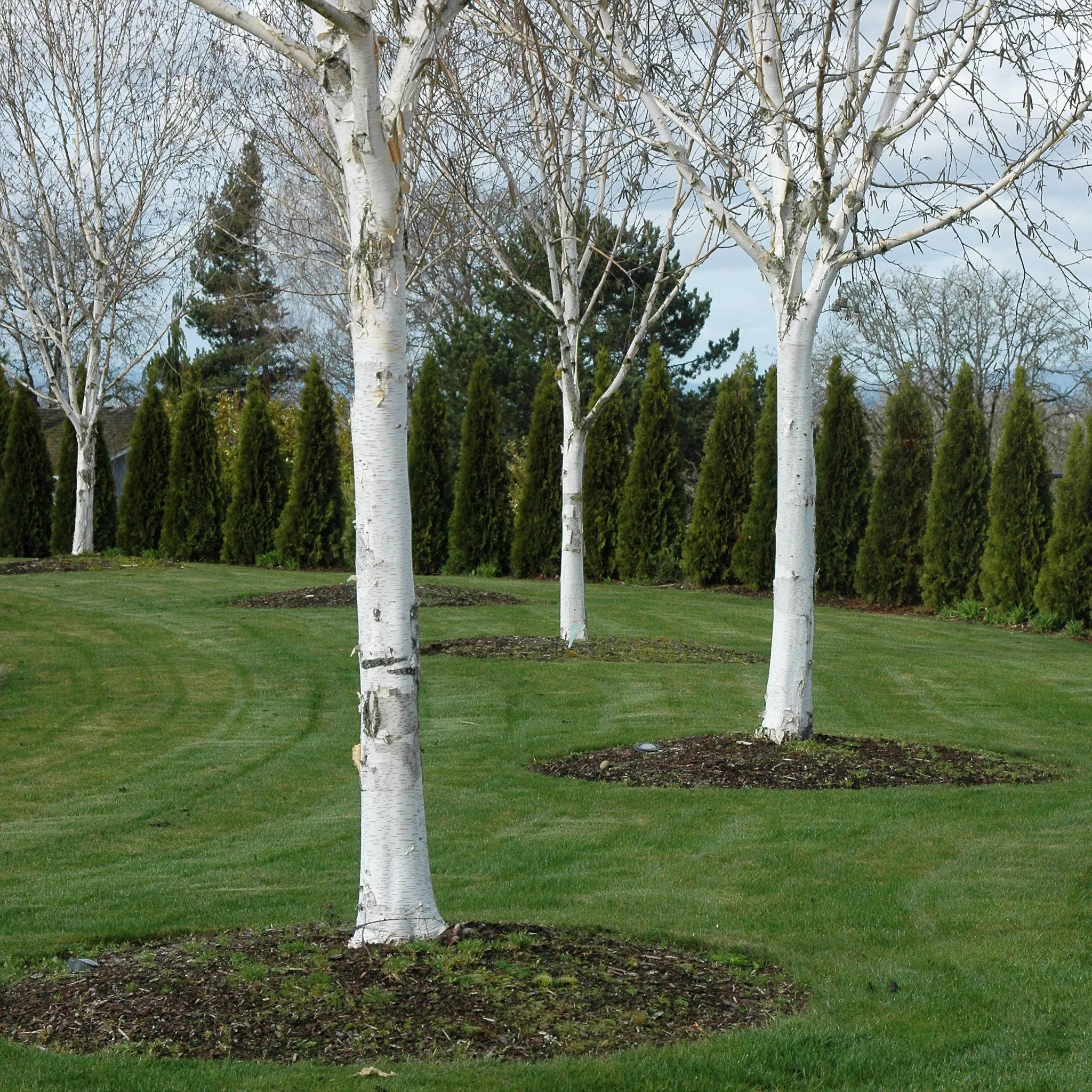 himalayan-birch Himalayan Birch