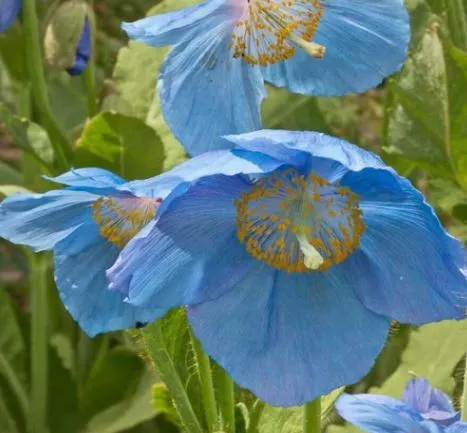 Himalayan Blue Poppy