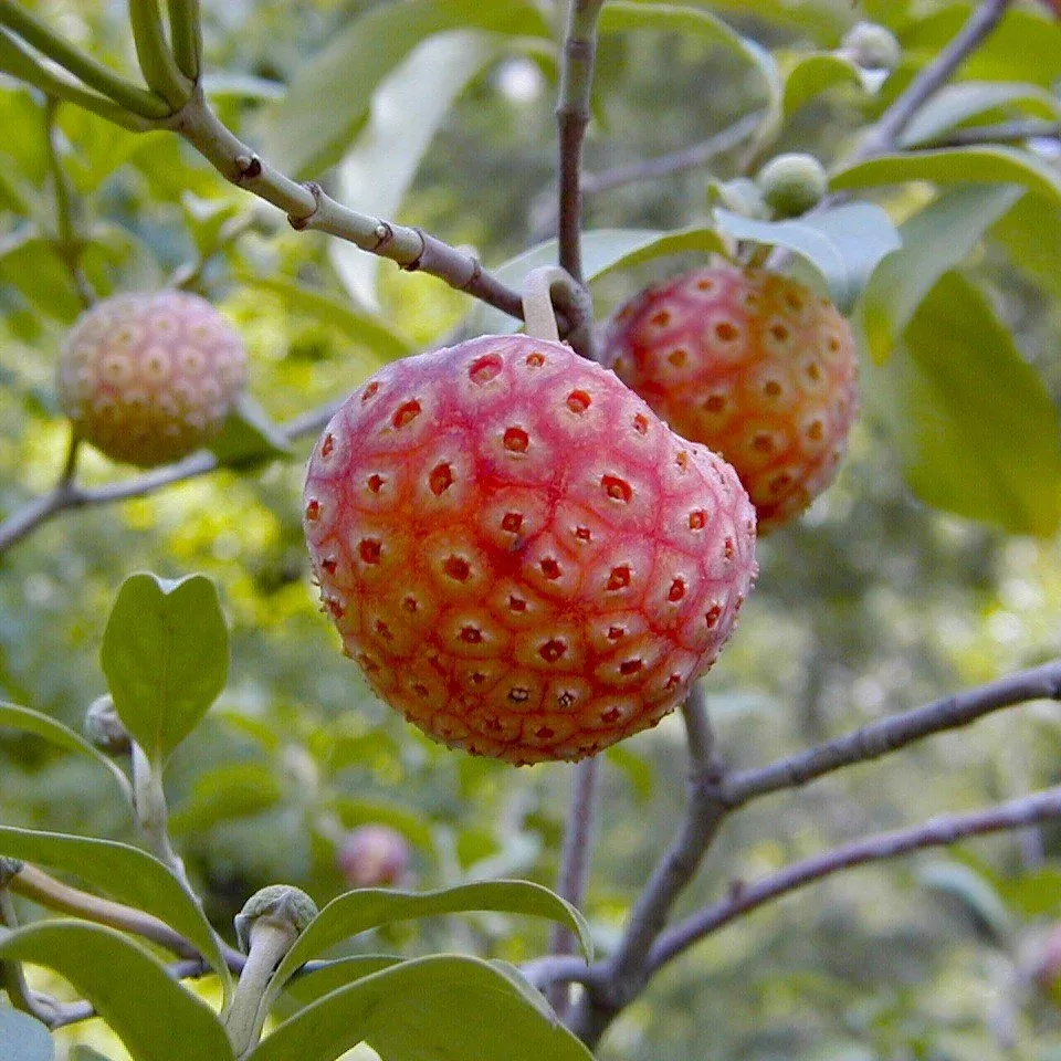 himalayan-dogwood Himalayan Dogwood