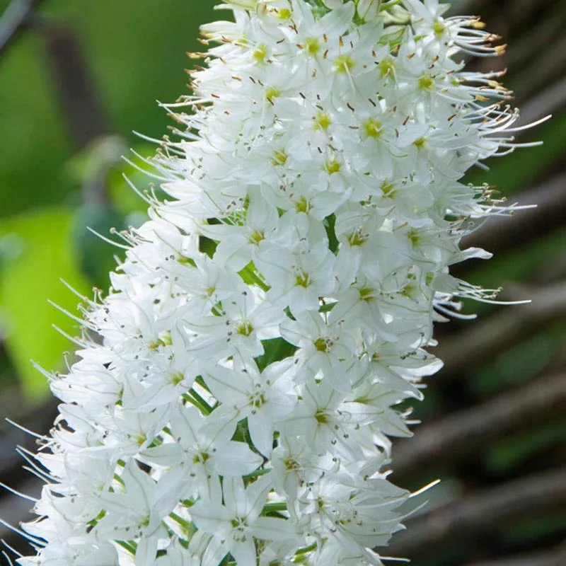 himalayan-foxtail-lily-eremurus Himalayan Foxtail Lily (Eremurus)