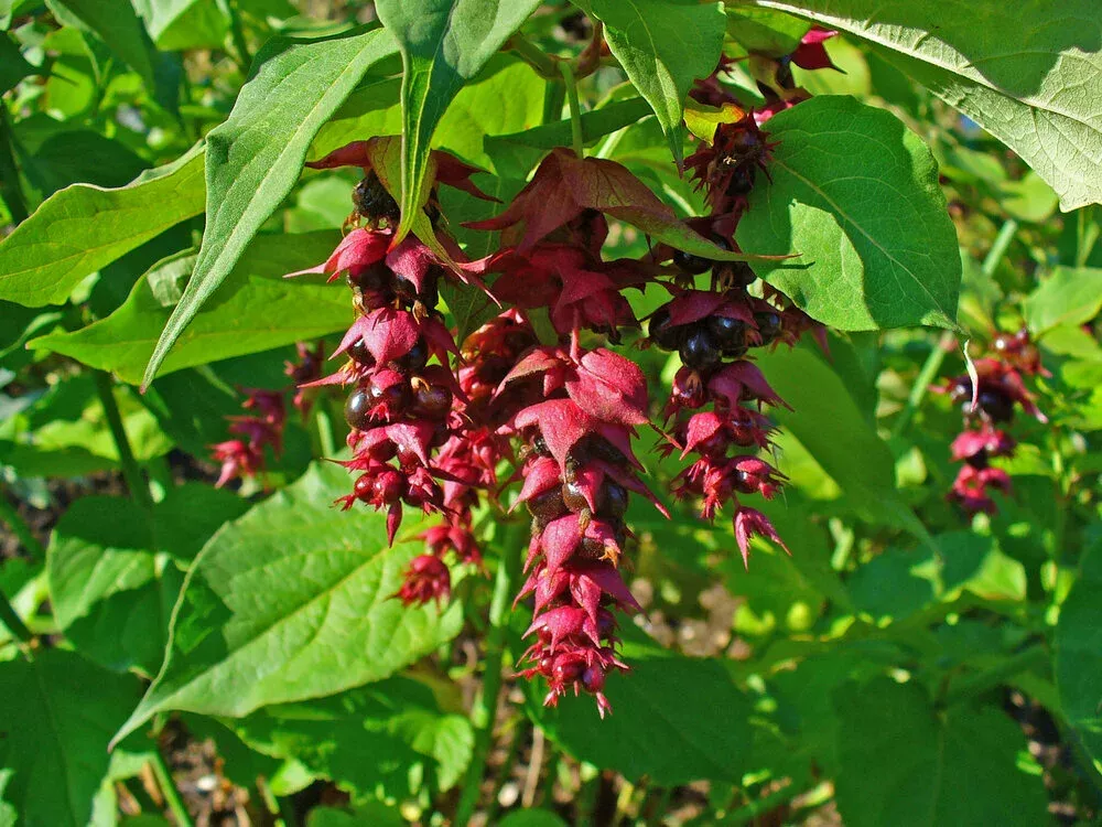 Himalayan Honeysuckle
