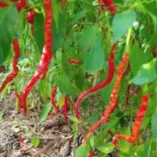 himo-togarishi-pepper-seeds Himo Togarishi Pepper Seeds