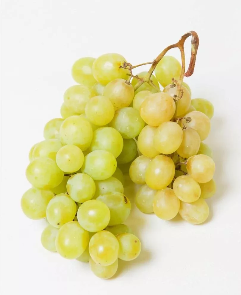 himrod-seedless-grape Himrod Seedless Grape