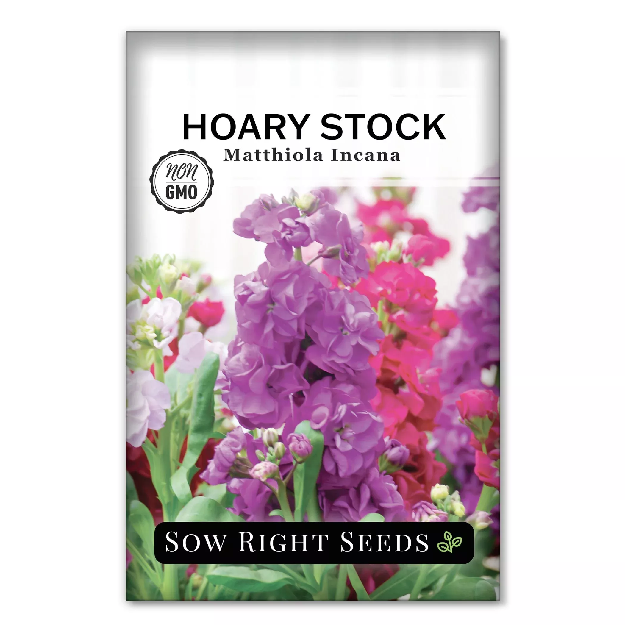 hoary-dwarf-mixed-stock Hoary Dwarf Mixed Stock