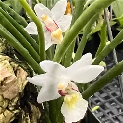 Holcoglossum rupestre