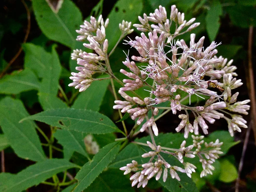 hollow-joe-pye-weed Hollow Joe Pye Weed