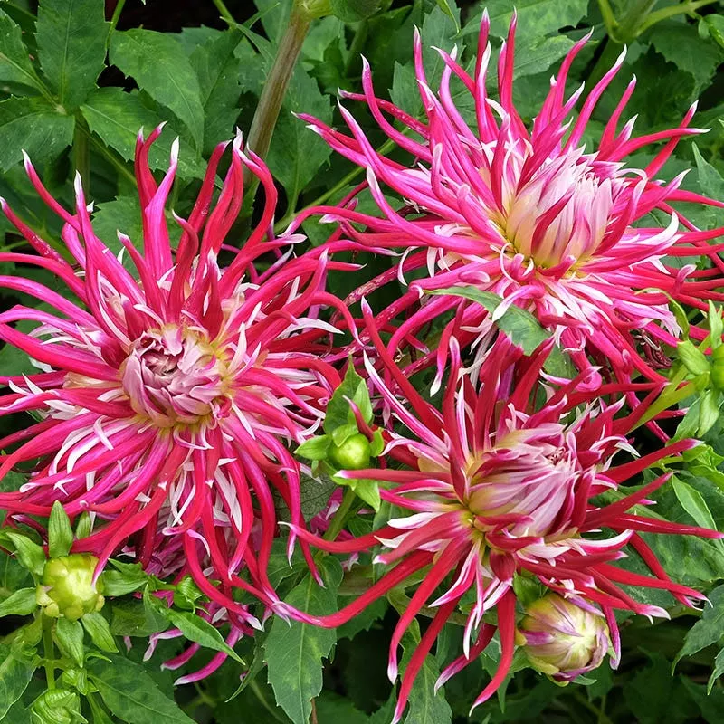 hollyhill-spider-woman-cactus-dahlia Hollyhill Spider Woman Cactus Dahlia