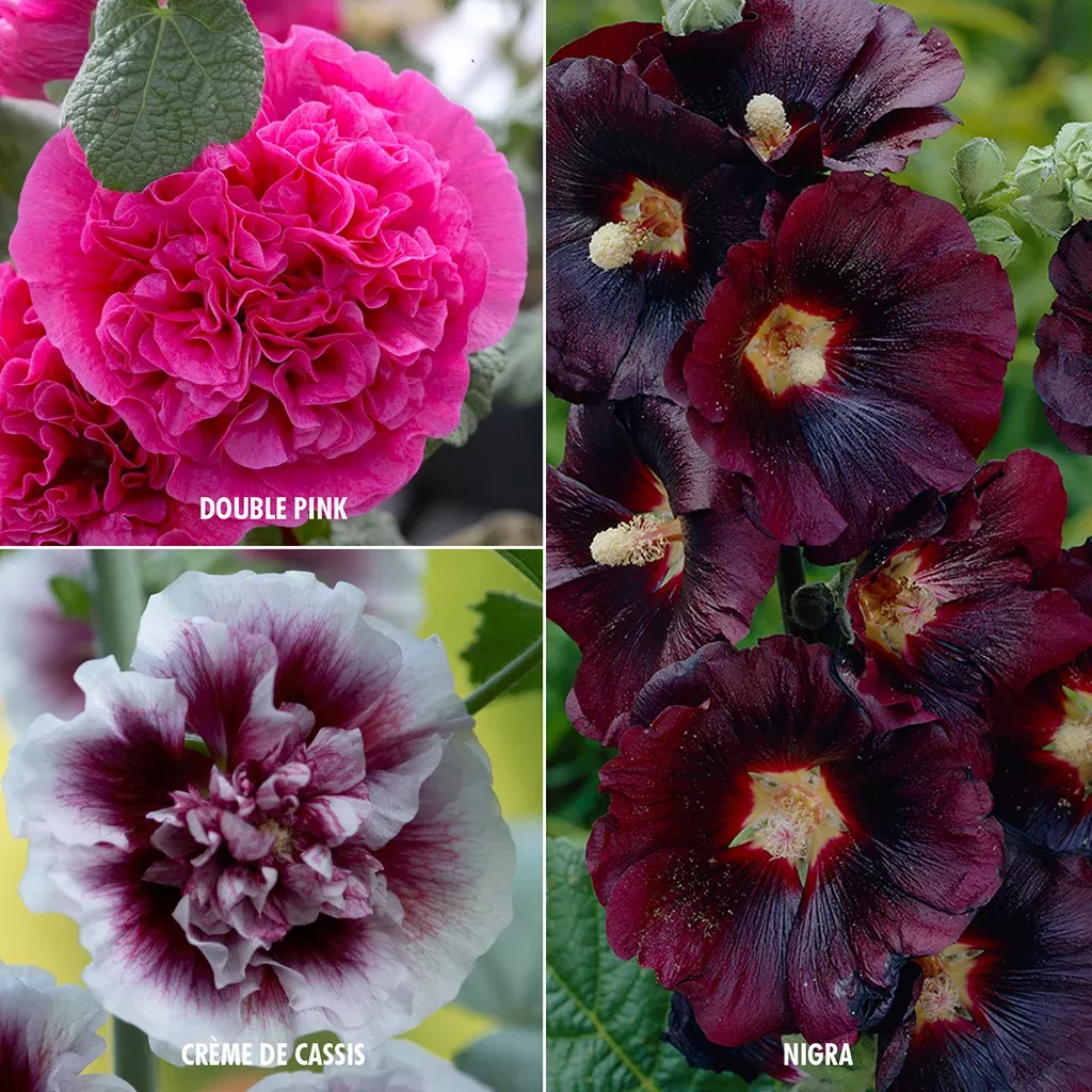 hollyhock-alcea-collection-3-varieties Hollyhock - Alcea - Collection of 3 Varieties