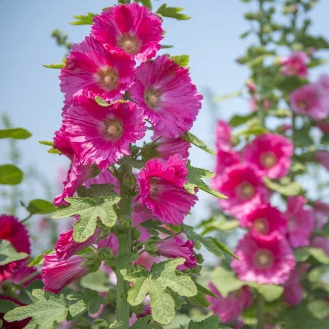 hollyhock-indian-spring-mix-flower-seeds Hollyhock, Indian Spring Mix Flower seeds