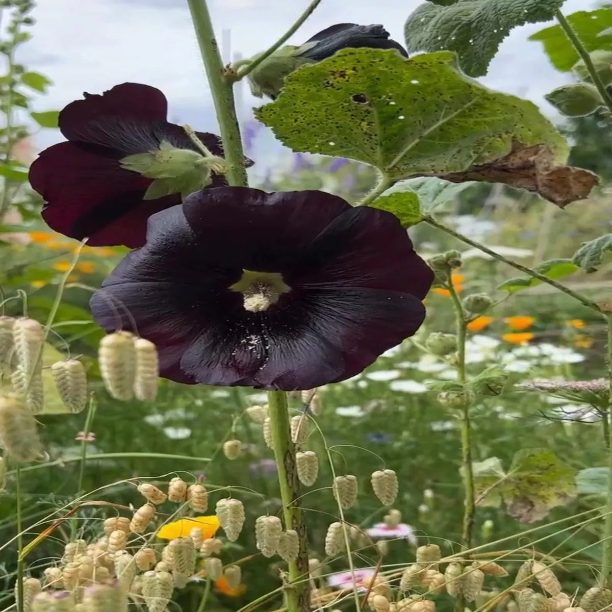 hollyhock-nigra Hollyhock - Nigra