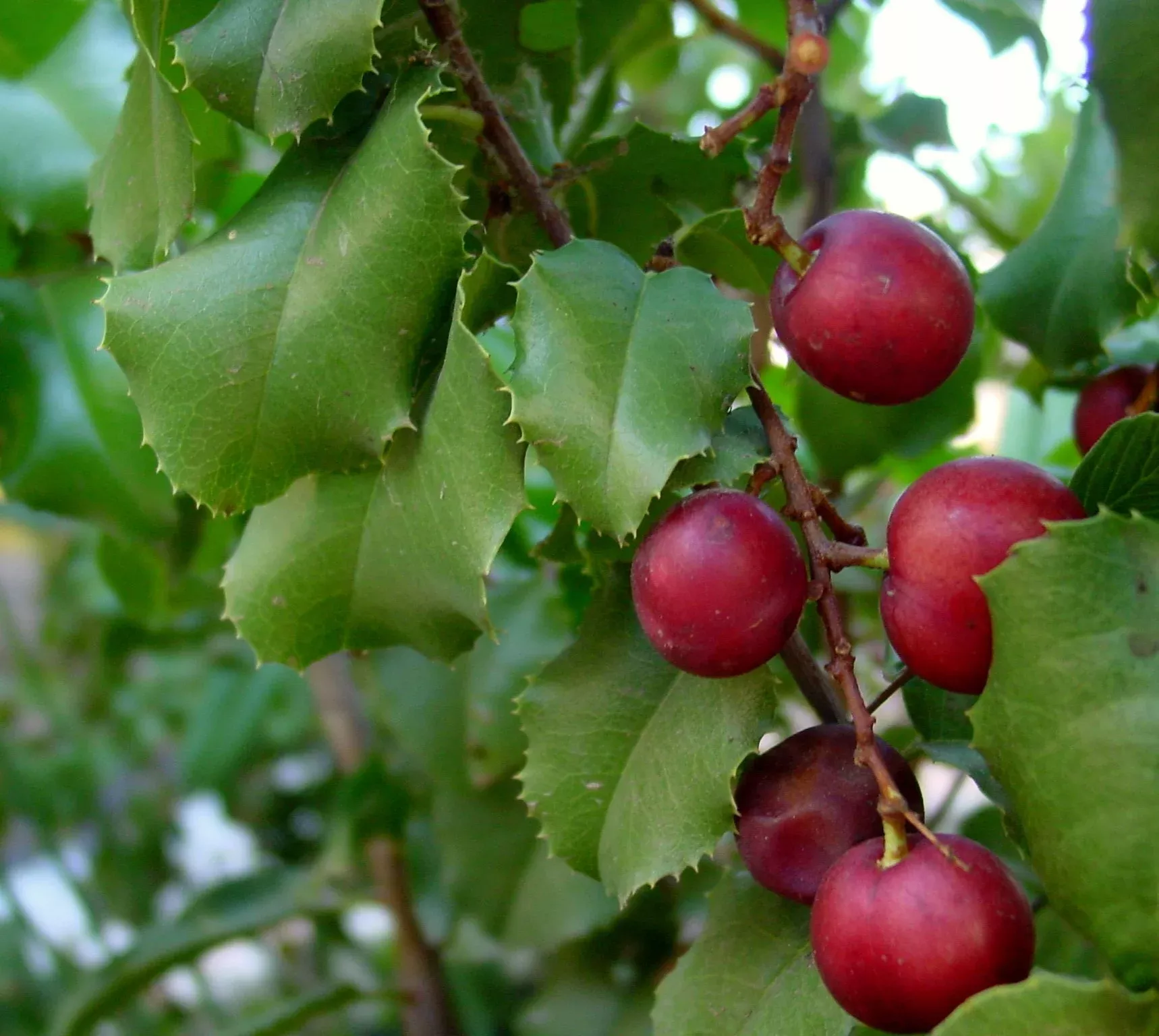 hollyleaf-cherry Hollyleaf Cherry