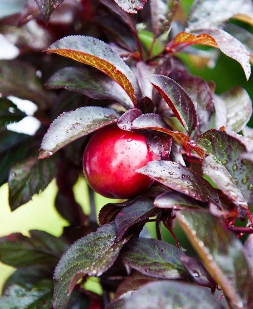 hollywood-asian-plum Hollywood Asian Plum