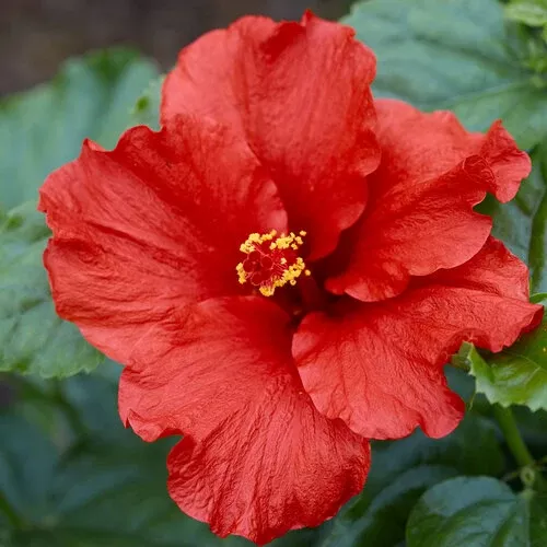 hollywood-hibiscus Hollywood Hibiscus