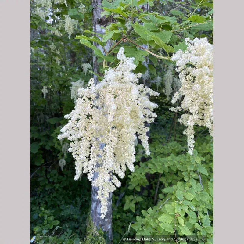 Holodiscus discolor, Ocean Spray