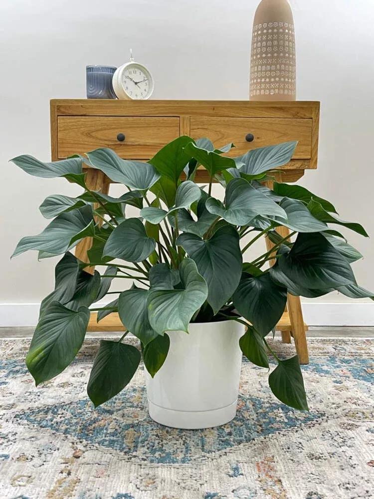 homalomena-emerald-gem-emerald-gem Homalomena ‘Emerald Gem’, Emerald gem