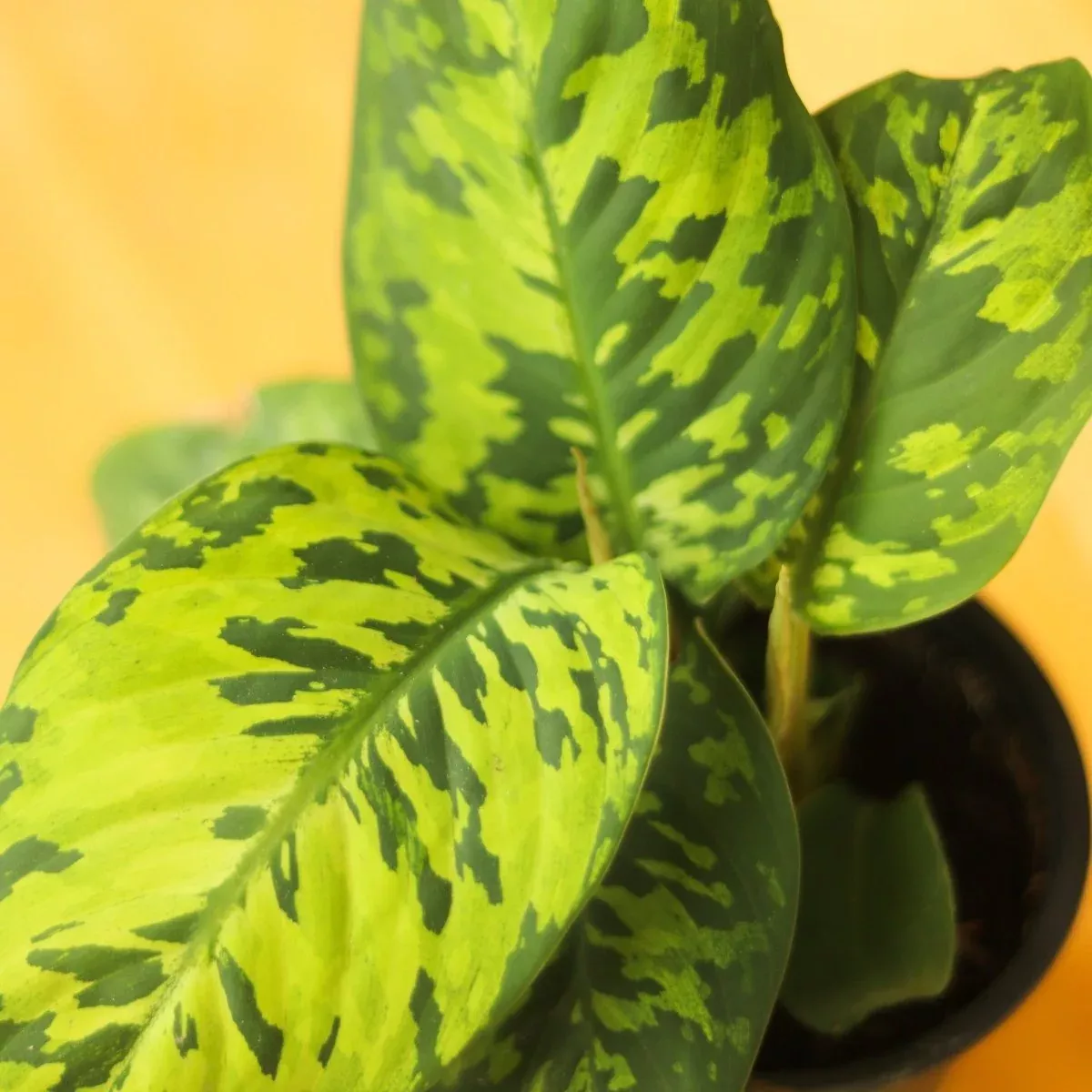 Homalomena wallisii - Army Homalomena