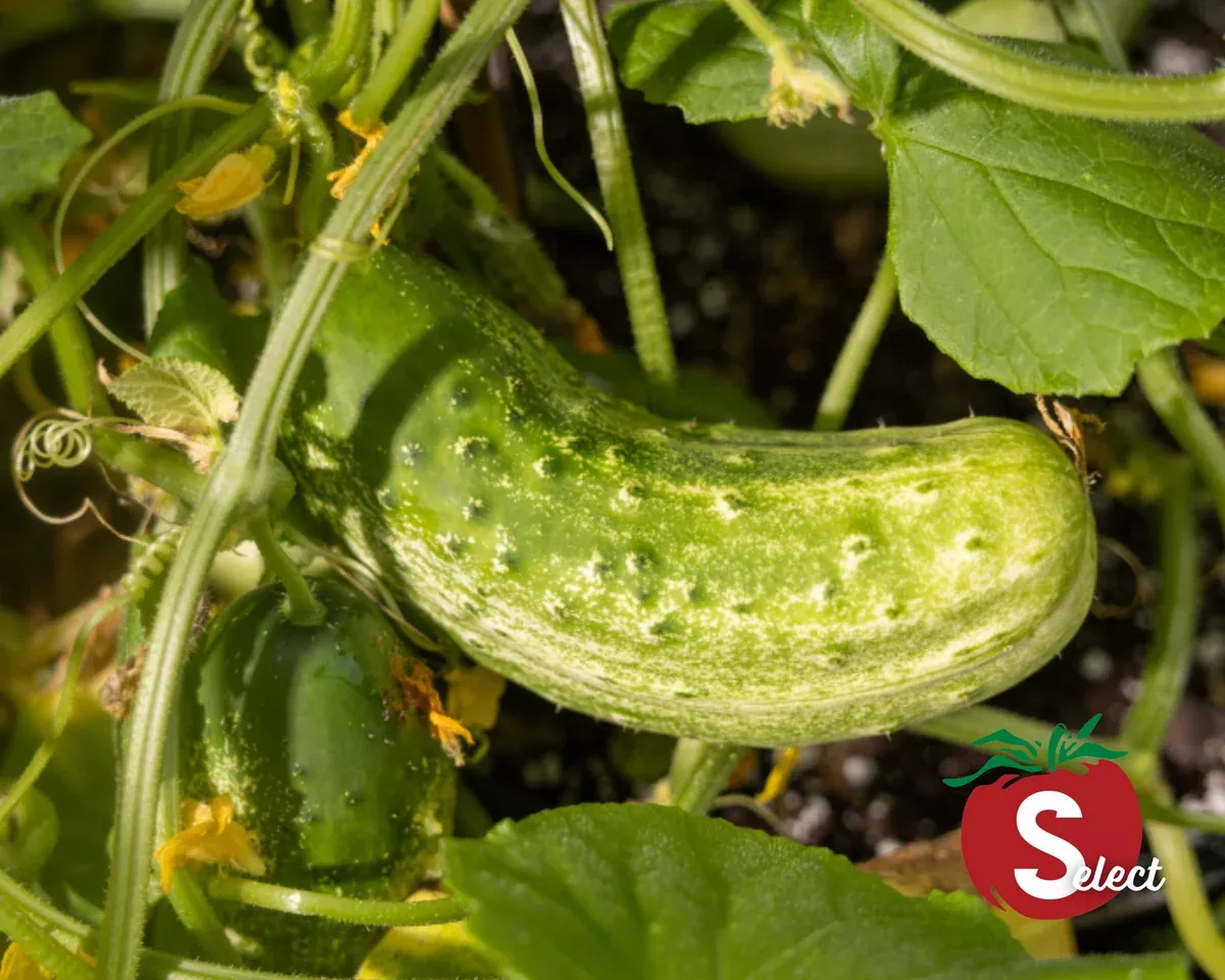 homemade-pickles-cucumber-seeds Homemade Pickles Cucumber Seeds
