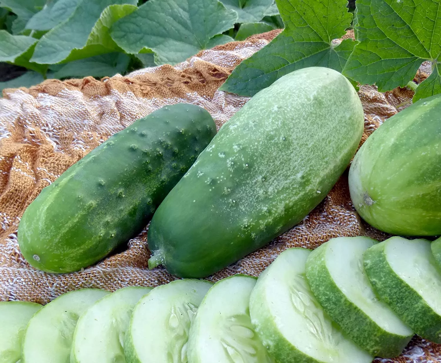 homemade-pickles-pickling-cucumber Homemade Pickles" Pickling Cucumber