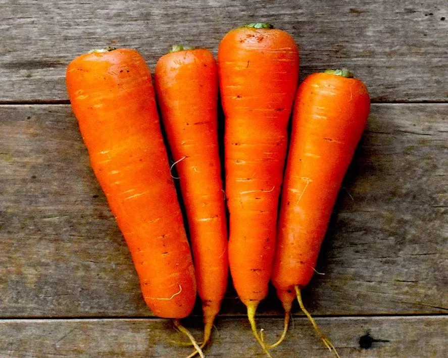 hon-kuroda-carrot-seeds Hon-Kuroda Carrot Seeds (本黒田ニンジン)