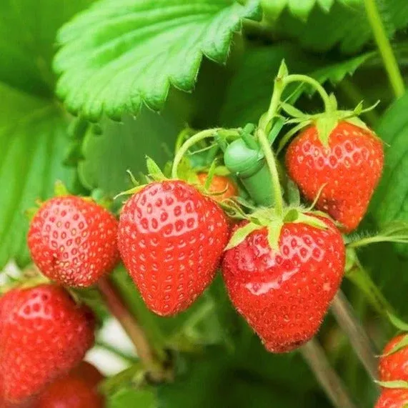Honeoye Strawberry Bare Roots (Junebearing)