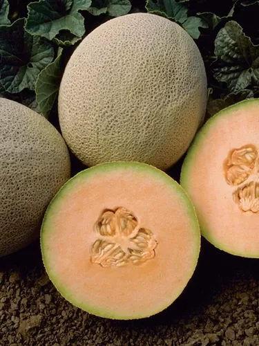 Honey Rock Cantaloupe