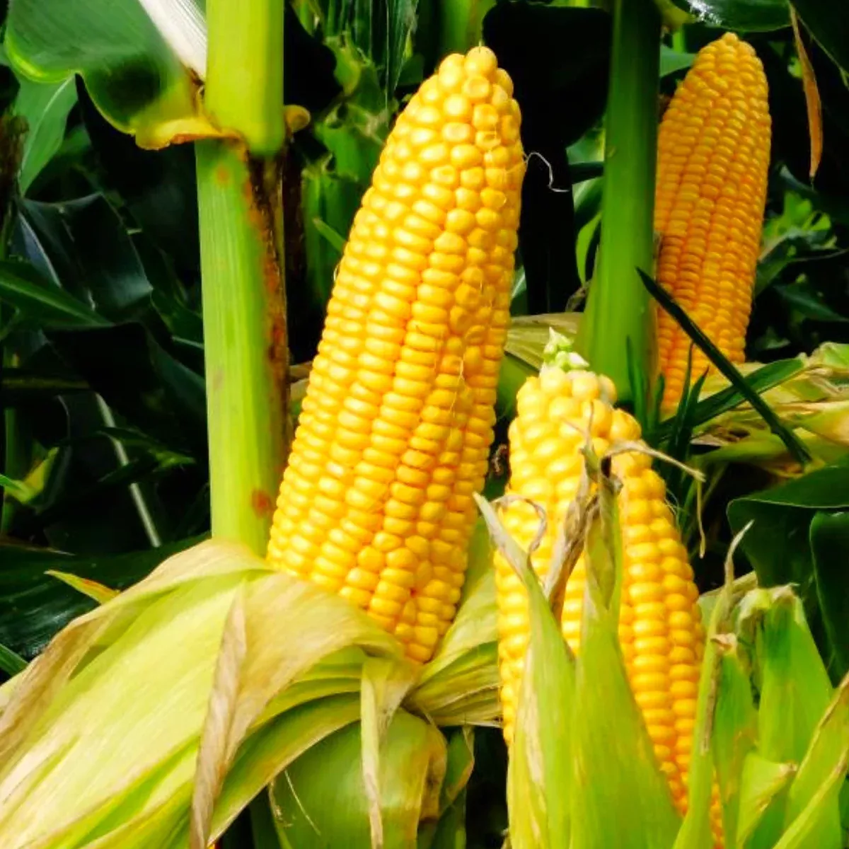 Honey Select Triple Sweet Corn