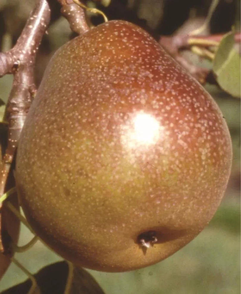 Honey Sweet European Pear