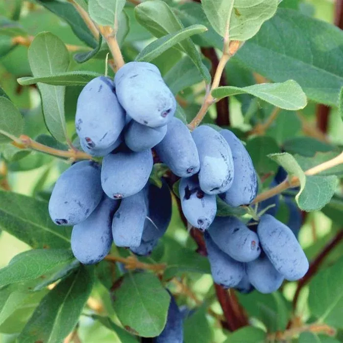 honeyberry-boreal-beast-1gal-bl Honeyberry:'Boreal Beast' - 1Gal (Bl)