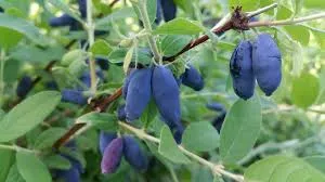 honeyberry-combination-2-gal-bl Honeyberry:'Combination' - 2 Gal (Bl)