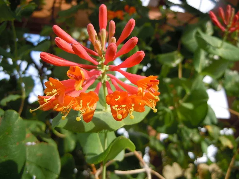 honeysuckle-dropmore-scarlet-1-gal-bl Honeysuckle:'Dropmore Scarlet' - 1 Gal (Bl)