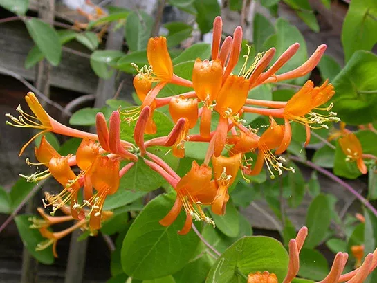 honeysuckle-mandarin-1-gal-bl Honeysuckle: 'Mandarin'- 1 Gal (Bl)
