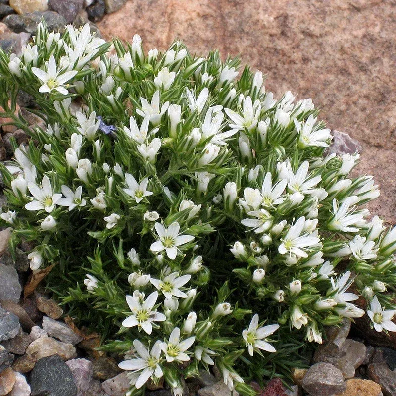hooker-s-sandwort-arenaria Hooker's Sandwort (Arenaria)